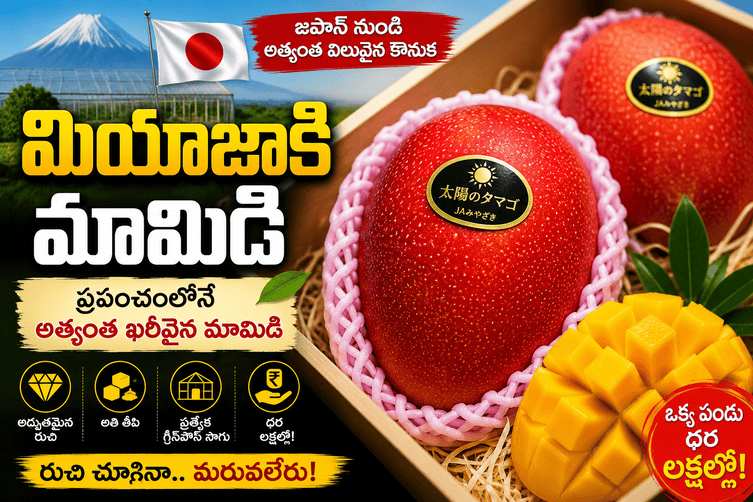 మియాజాకి మామిడి: ప్రపంచంలోనే అత్యంత ఖరీదైన మామిడి పండు గురించి పూర్తి వివరాలు