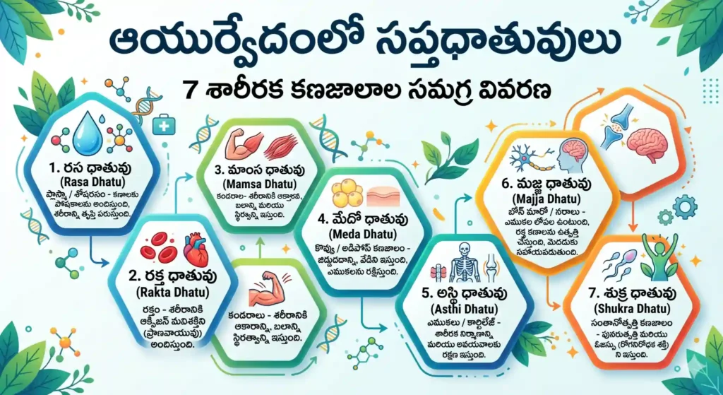 ayurveda infographic sapta dhatus