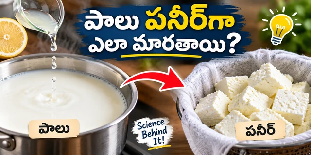 పనీర్ ఎలా తయారవుతుంది.?పాలు ఎందుకు విరుగుతాయి? పనీర్ వెనుక ఉన్న శాస్త్రం ఇదే!