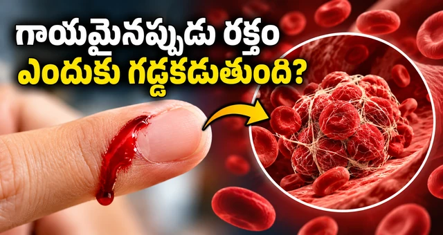 Science Facts Telugu |గాయమైనప్పుడు రక్తం ఎందుకు గడ్డకడుతుంది? అసలు ఎలా కడుతుంది?