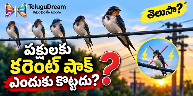Science Facts telugu | పక్షులు కరెంట్ తీగలపై కూర్చున్నప్పుడు షాక్ ఎందుకు కొట్టదు?