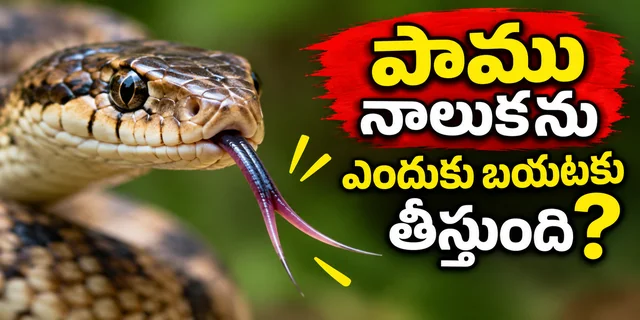 Science facts in Telugu | పాములు నాలుకను మాటిమాటికీ బయటకు ఎందుకు తీస్తాయి? అసలు కారణం ఇదే