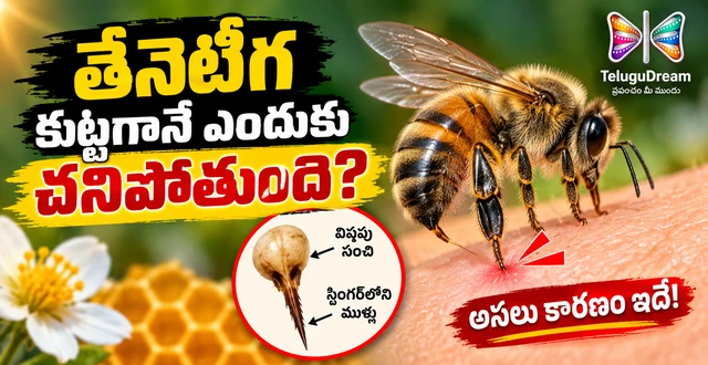 Science Facts | తేనెటీగలు కుట్టిన తర్వాత ఎందుకు చనిపోతాయి? అసలు కారణం ఇదే!